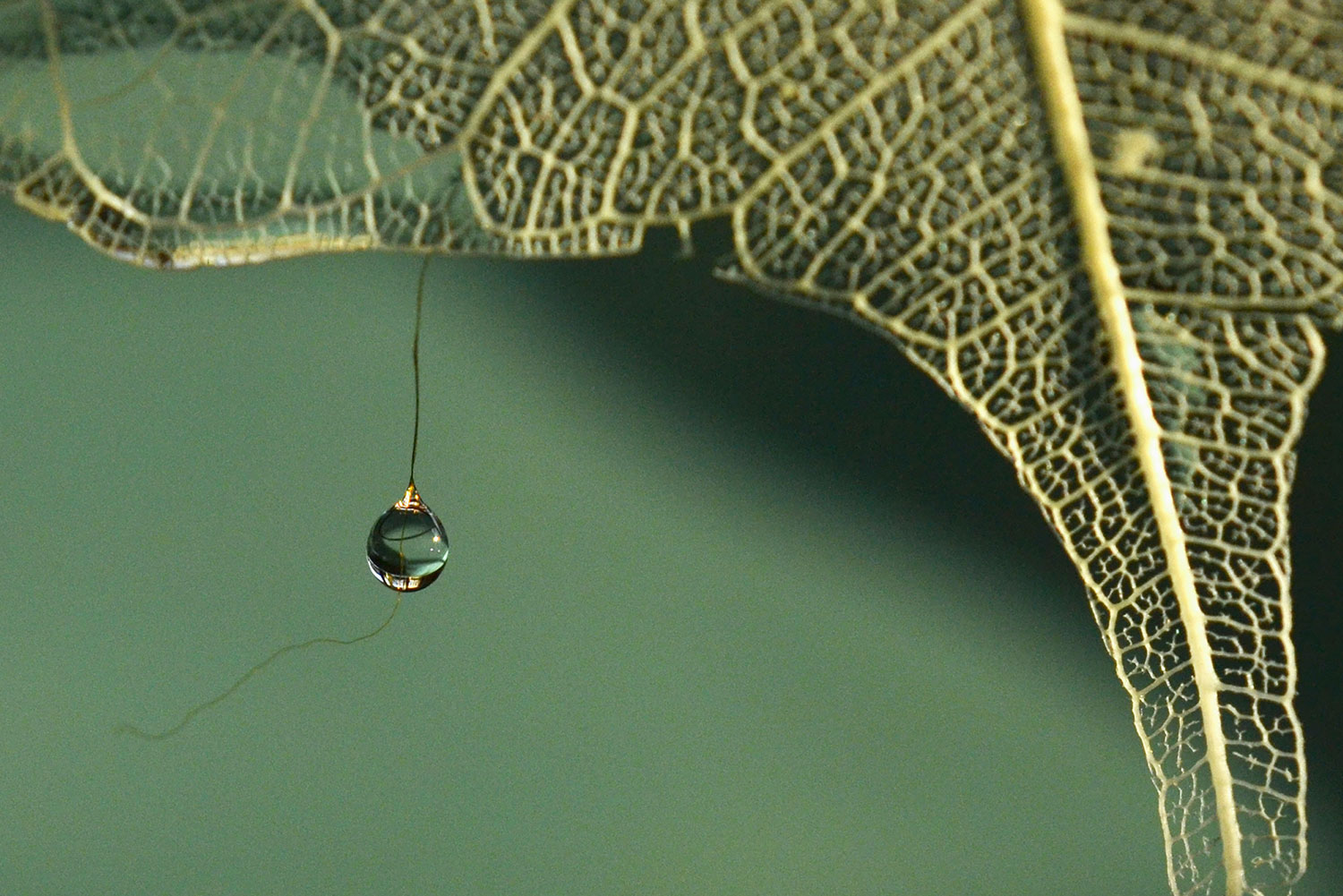 La memoria dell’acqua